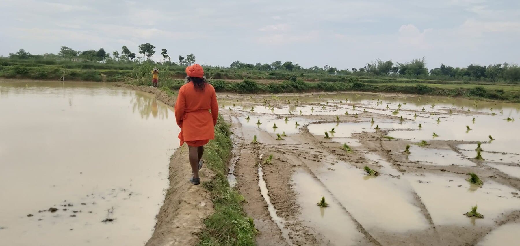 A farm worker inspecting the flooded paddy fields at Ánanda Nagar