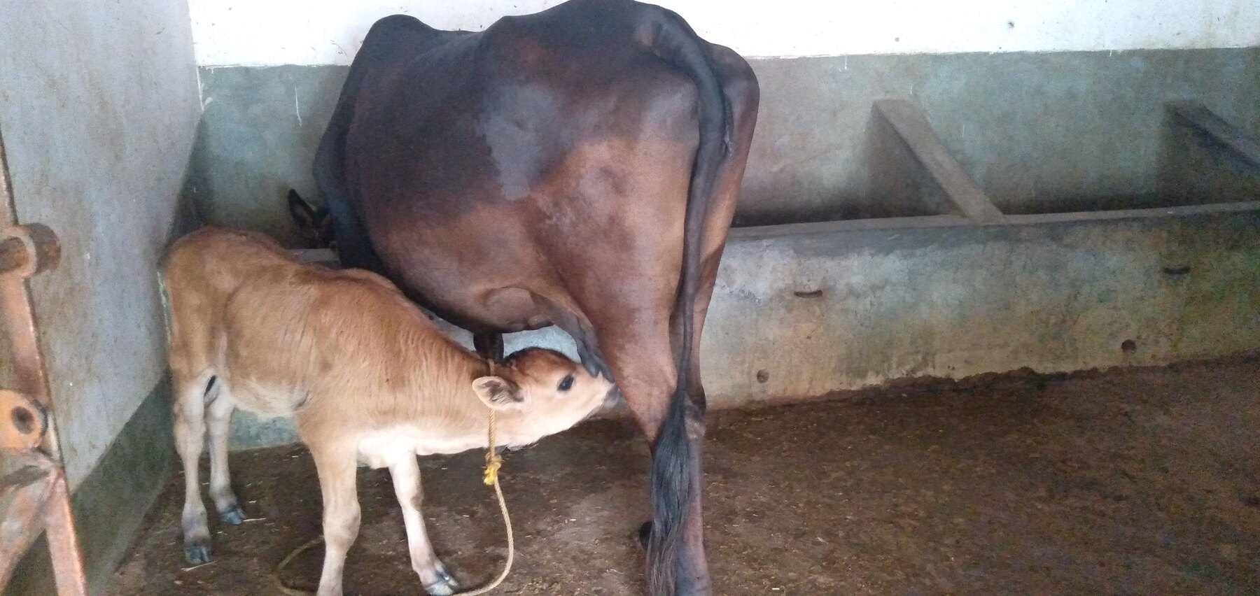 A calf nursing beside its mother inside the Ánanda Nagar cowshed