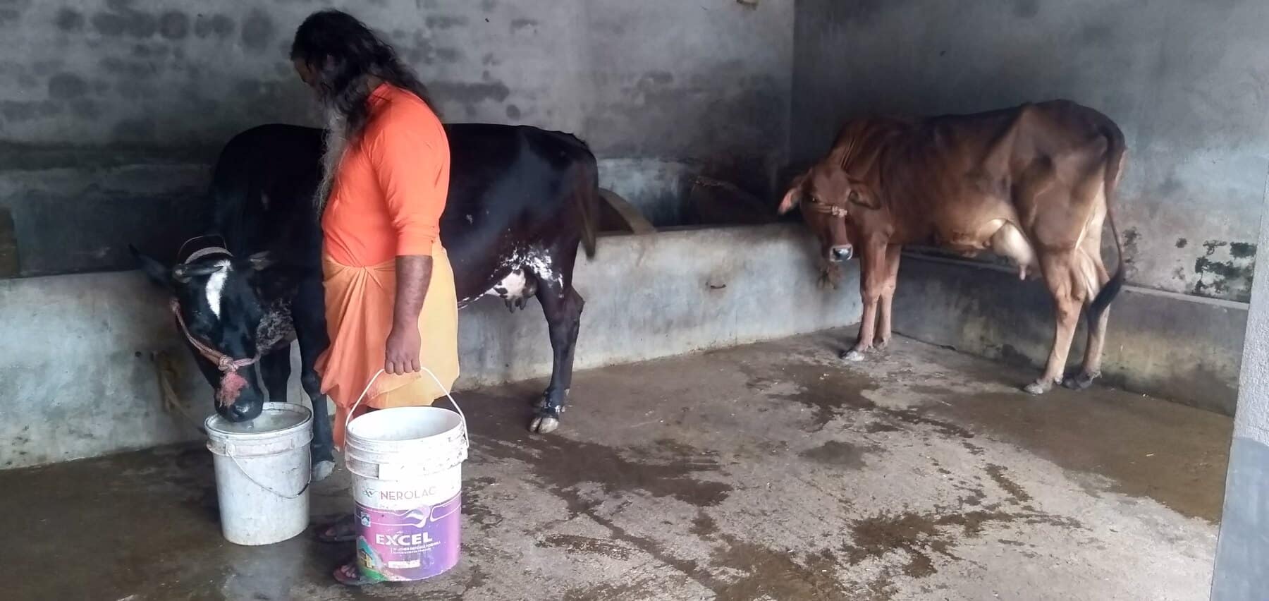Careful hand milking inside the Ánanda Nagar Dairy Farm cowshed