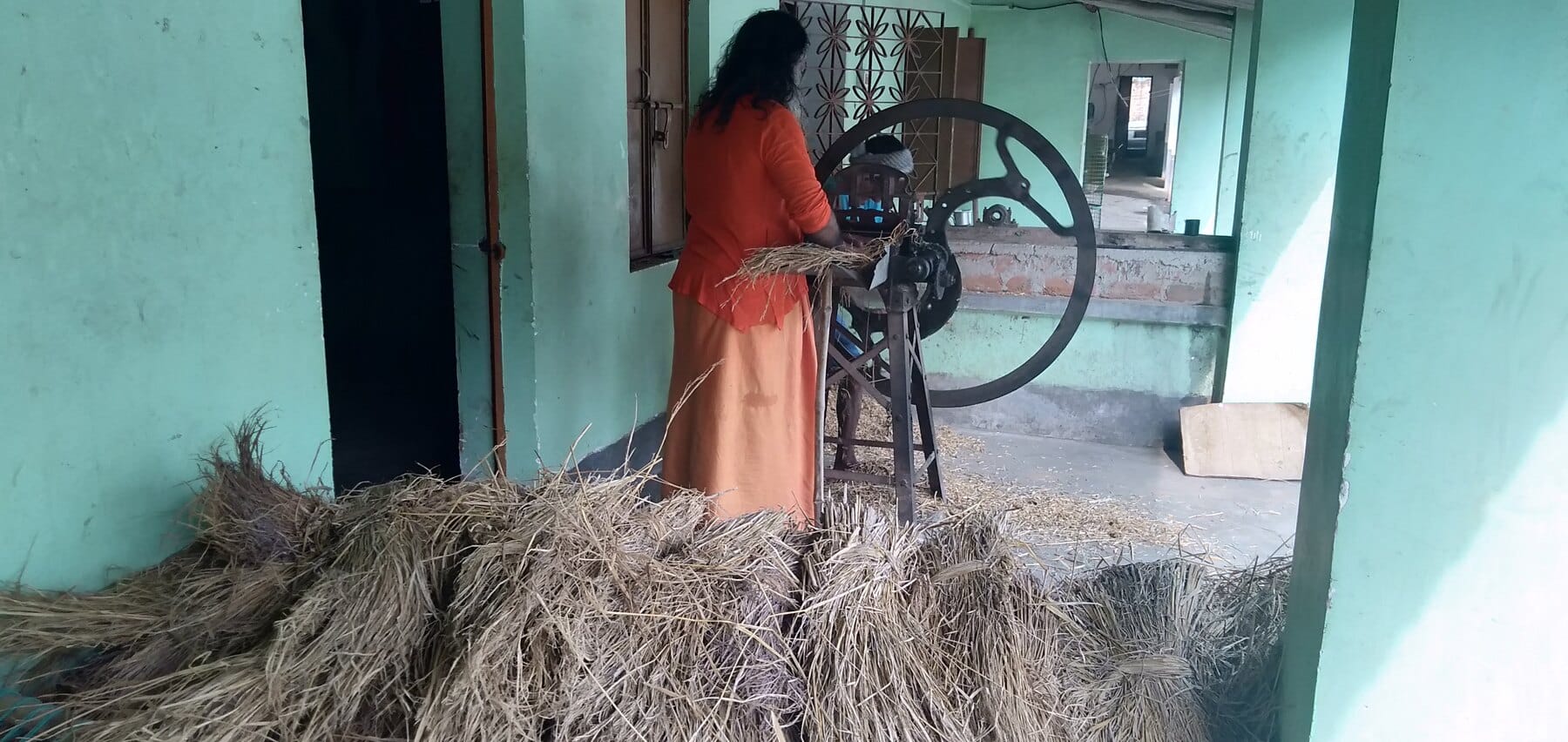 A dairy-farm worker preparing fodder for the cattle at Ánanda Nagar