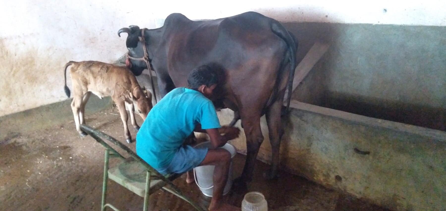 A farm worker milking a cow inside the Ánanda Nagar cowshed