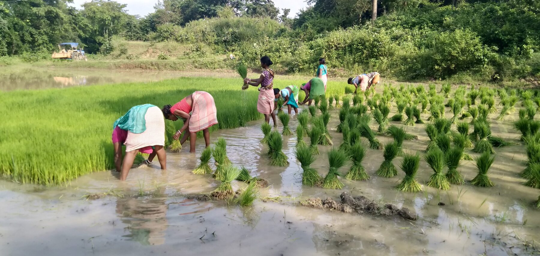 Farm workers transplanting rice seedlings by hand at Ánanda Nagar