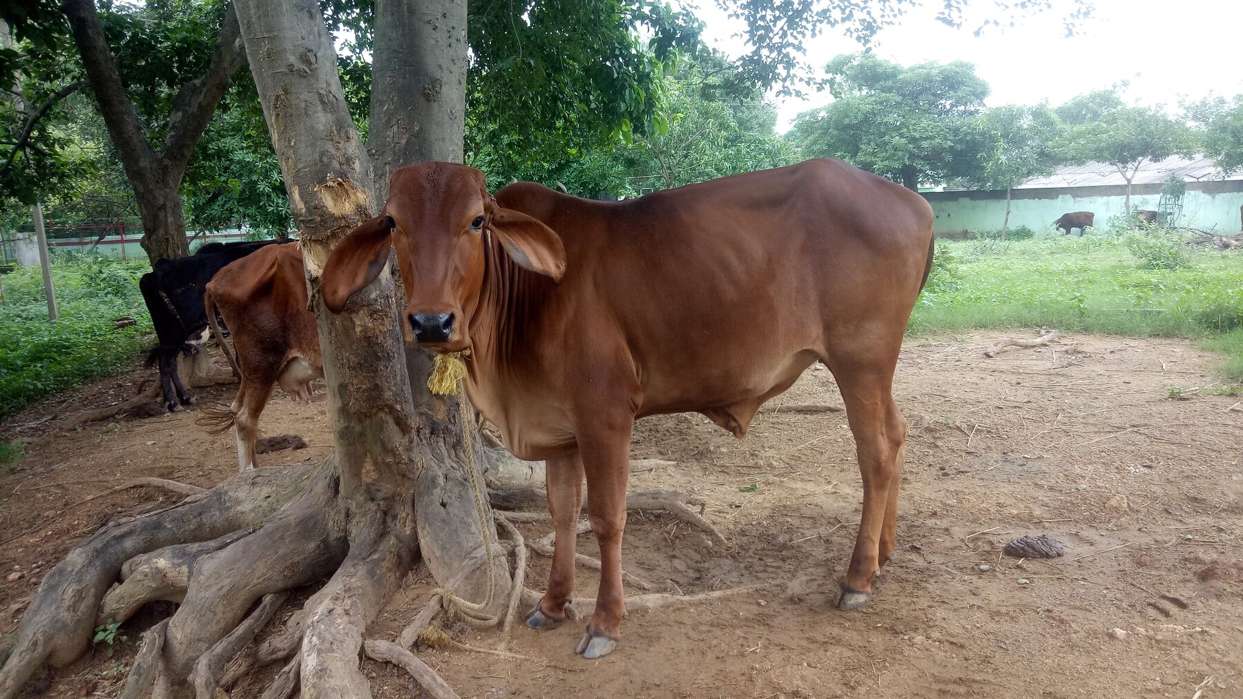 A cow standing in the green outdoor enclosure at Ánanda Nagar