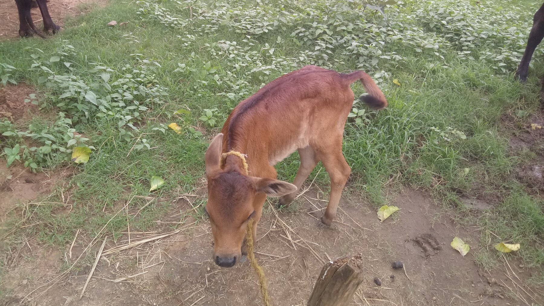 A young calf exploring the grazing area at the Ánanda Nagar Dairy Farm