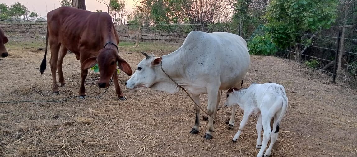 Cows and calves together in the Ánanda Nagar Dairy Farm enclosure