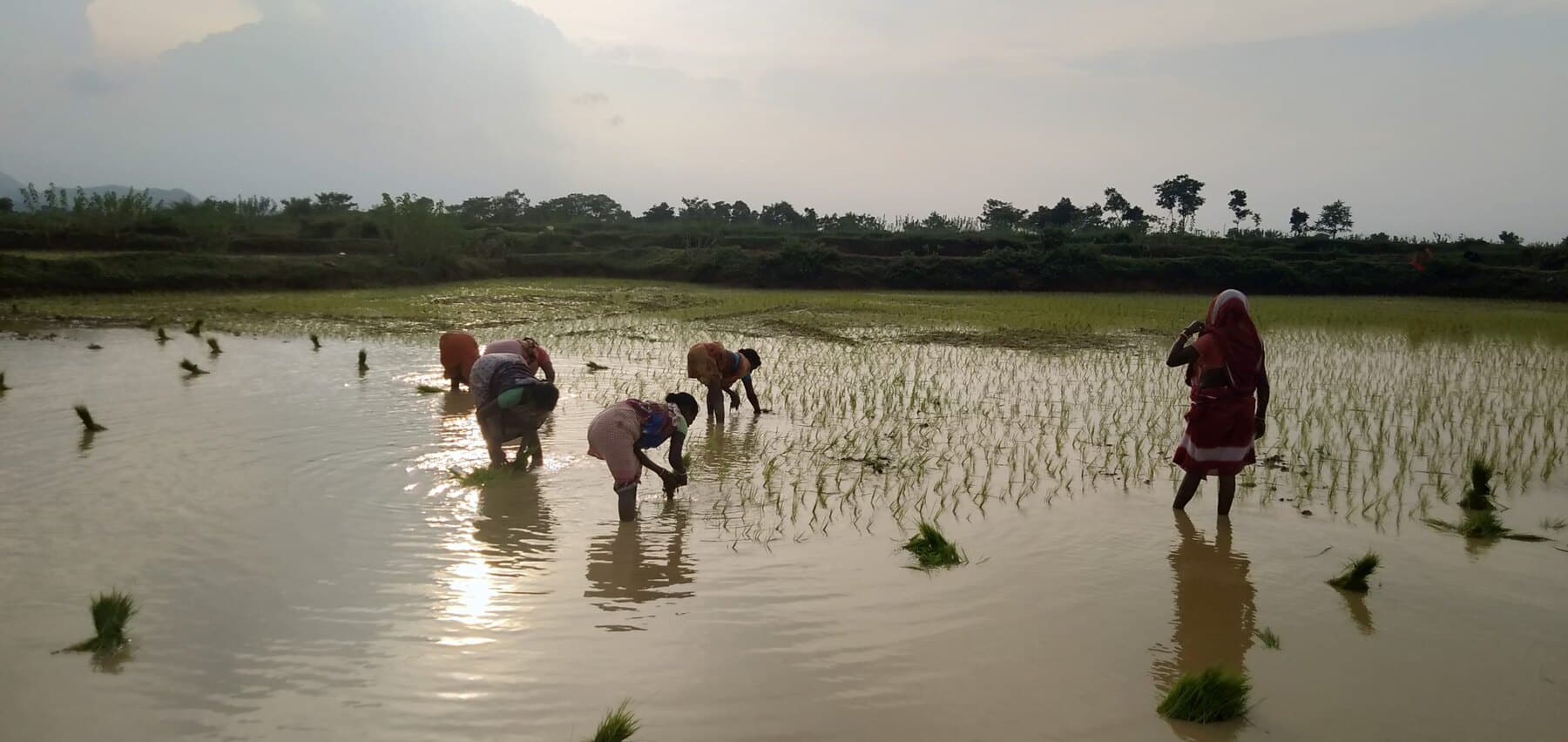 A group of farmers transplanting rice seedlings by hand at Ánanda Nagar