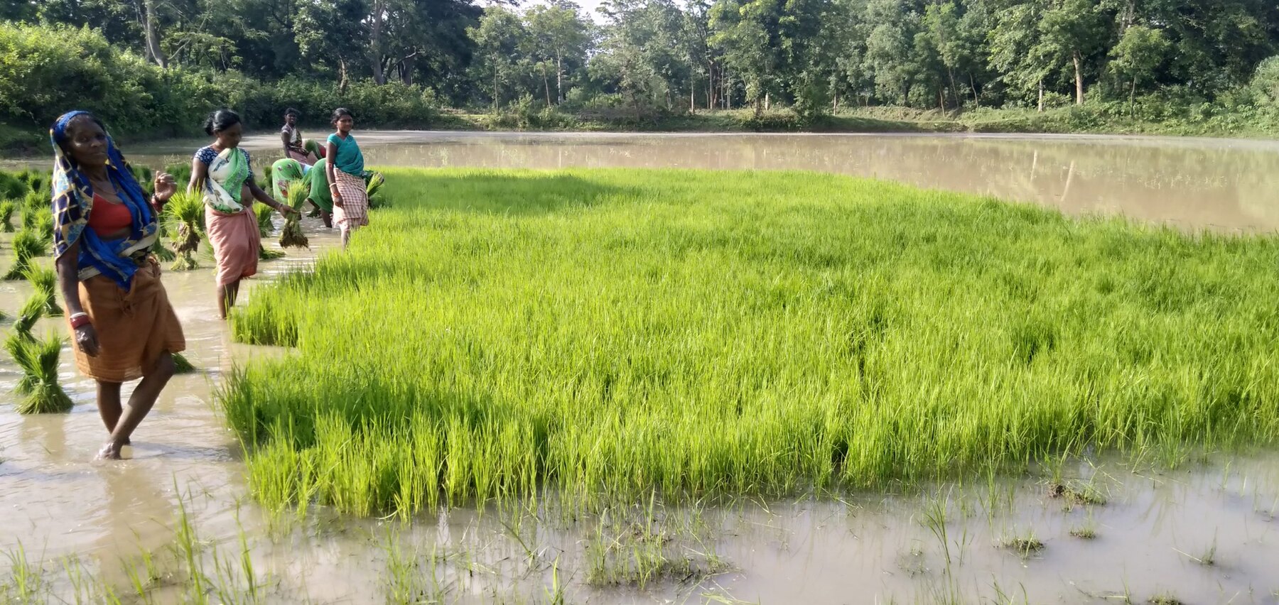 A healthy green rice-seedling nursery at the Ánanda Nagar Agriculture Farm