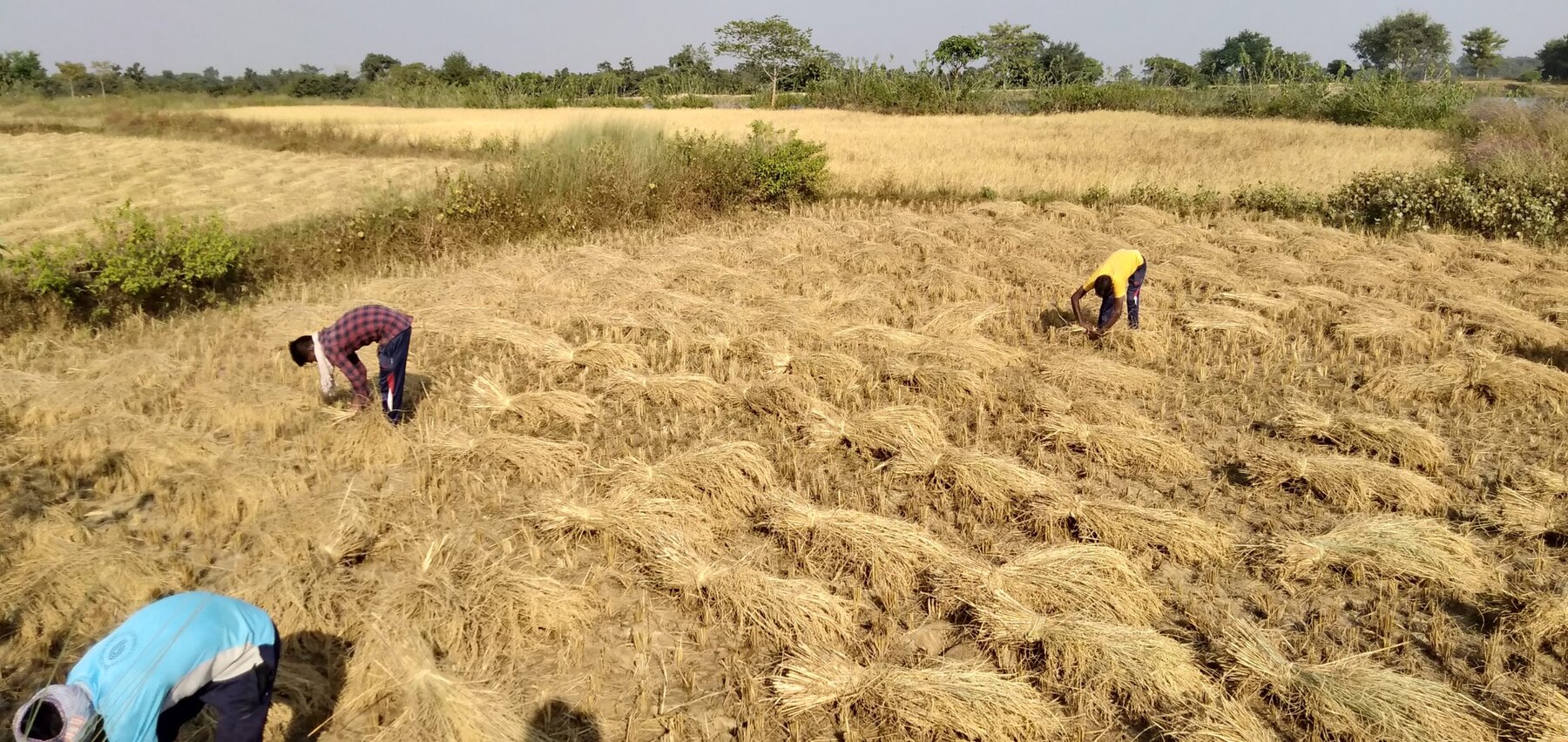 Farm workers gathering crops across the harvest field at Ánanda Nagar